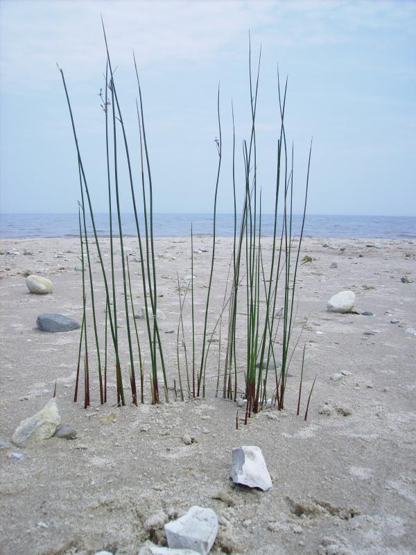 Huron through the weeds