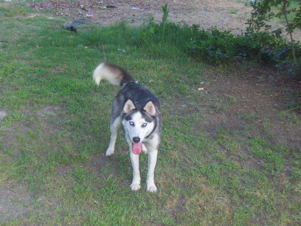 Husky