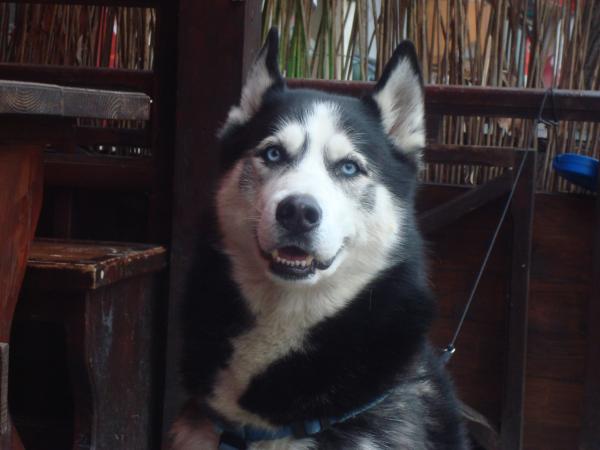 Husky dog