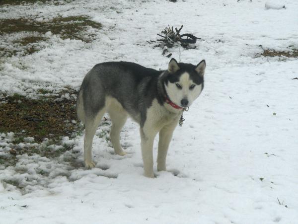 Husky in the snow