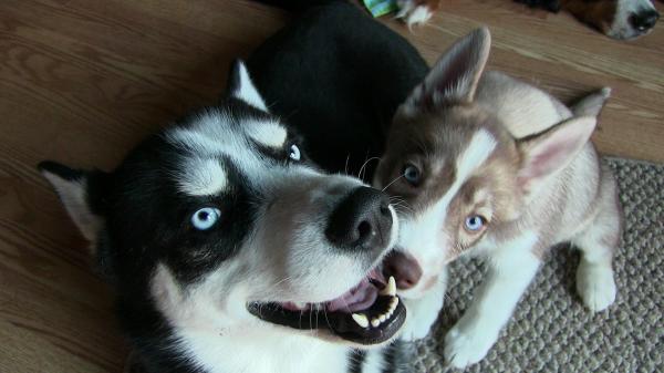 Husky with puppies