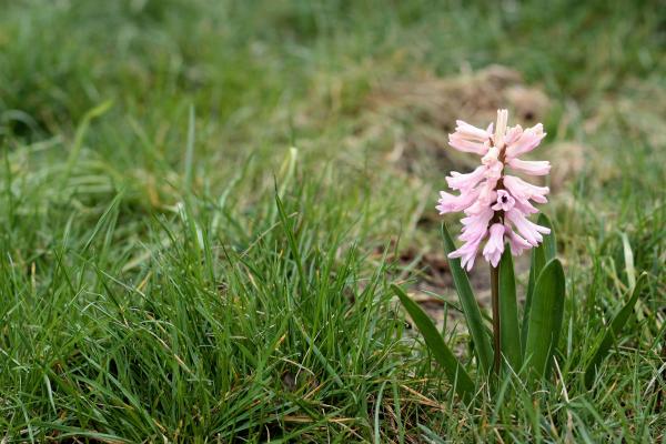 Hyacinth