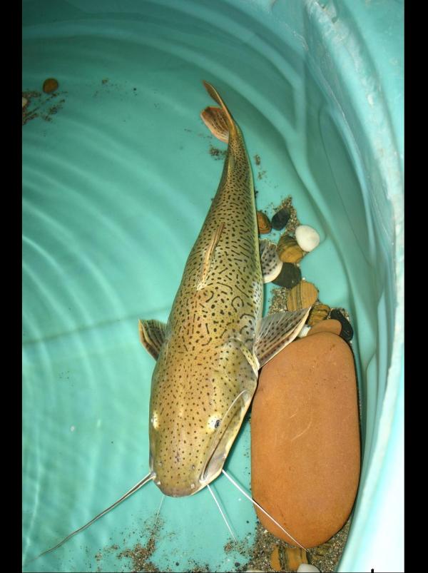Hybrid Redtail x Tiger Shovelnose catfis