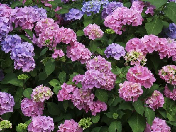 Hydrangeas flowers