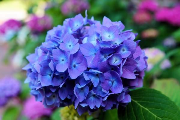 Hydrangeas Flowers Closeup