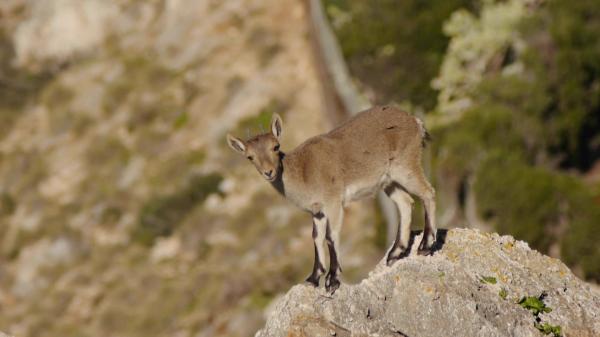 Ibex on Top