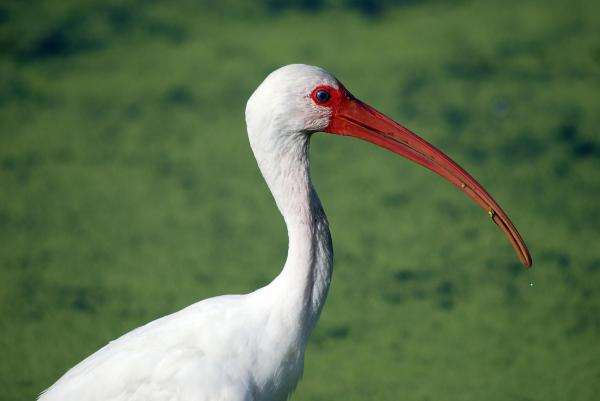 White Ibis