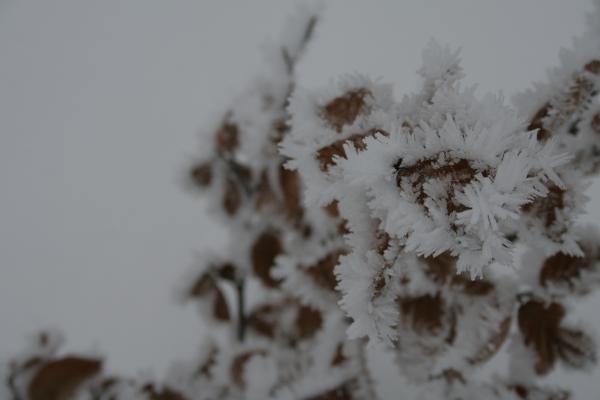 Ice crystals