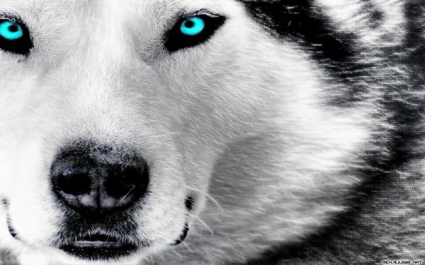 Ice dog
