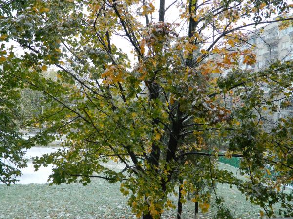 Ice on tree branches