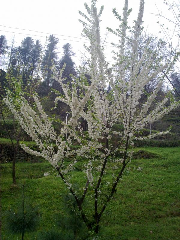 Ice tree