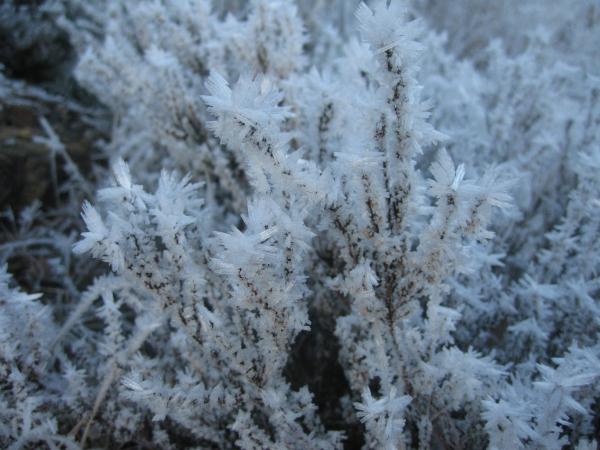 Iceflower