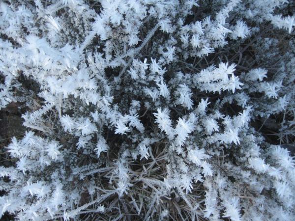 Iceflower