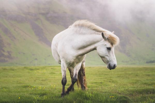Icelandic Horse
