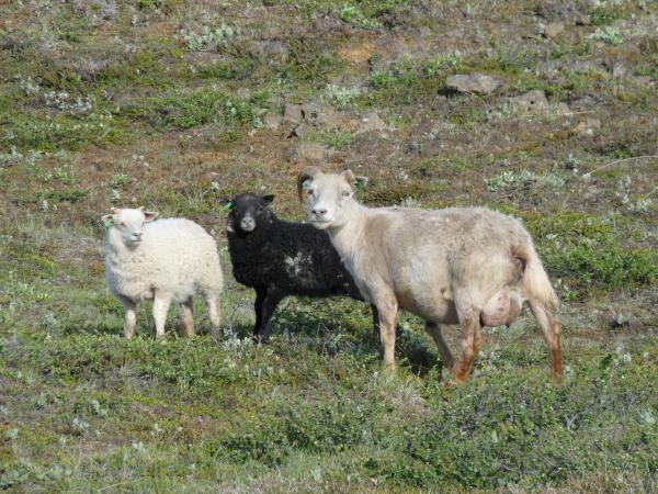 Icelandic sheep