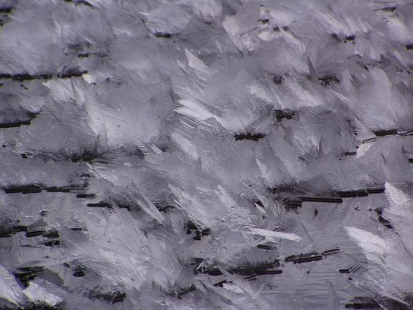 Iceleefs