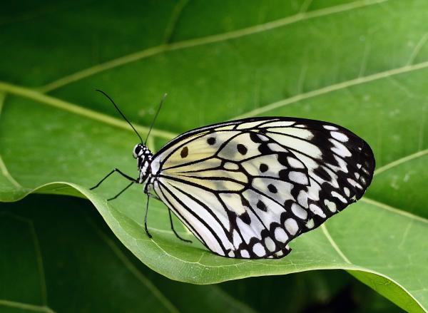Idea leuconoe - Paper Kite.