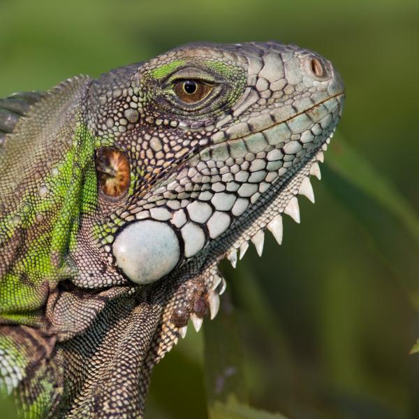 Iguana