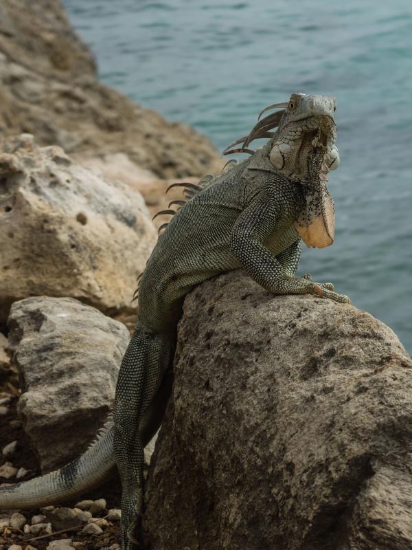 Iguana