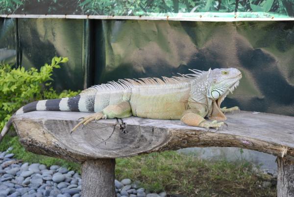 Iguana