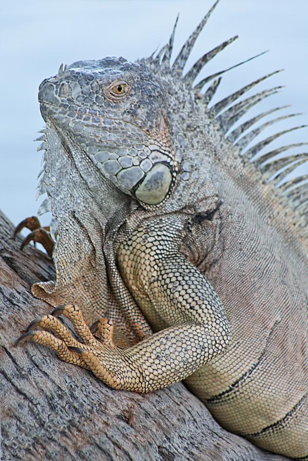 Iguana