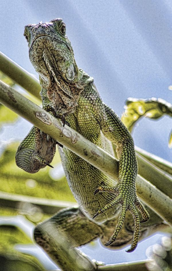 Iguana