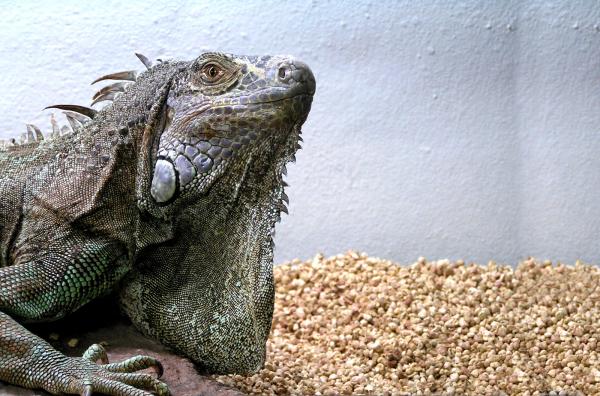 Iguana