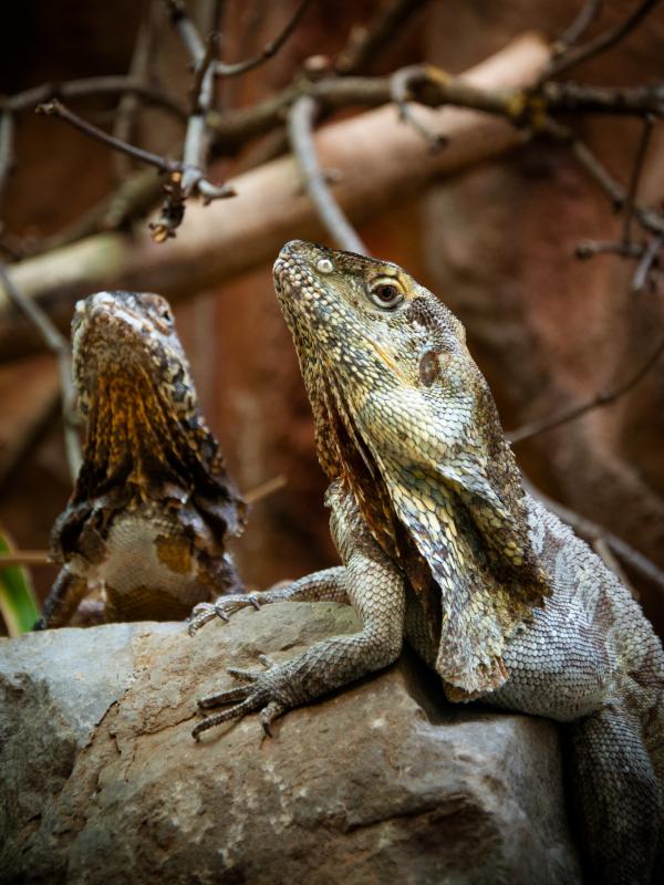Iguana lizard