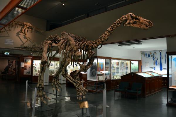 Iguanodon bernissartensis