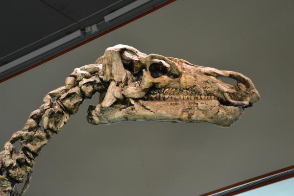 Iguanodon bernissartensis