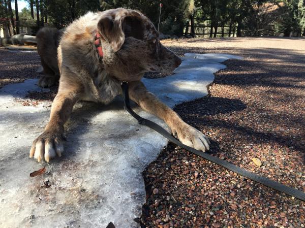 I'm Laying on the Ice, So What?