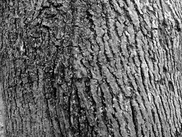 image of bark