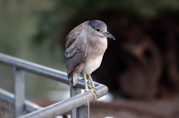 Immature Black-crowned Night Heron perched on metal railing