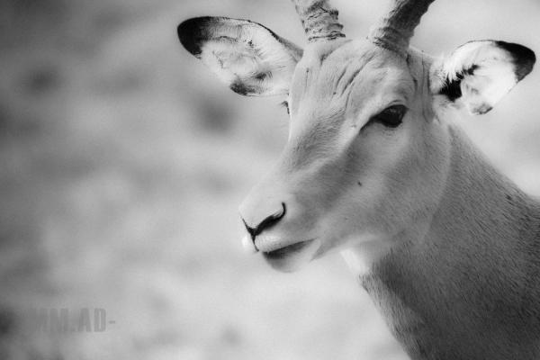 Impala
