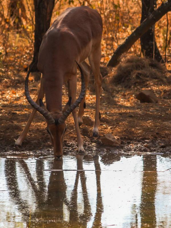 Impala Harem