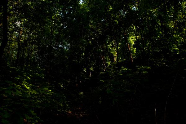 in the forest