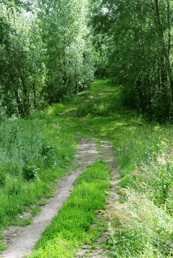 in the forest