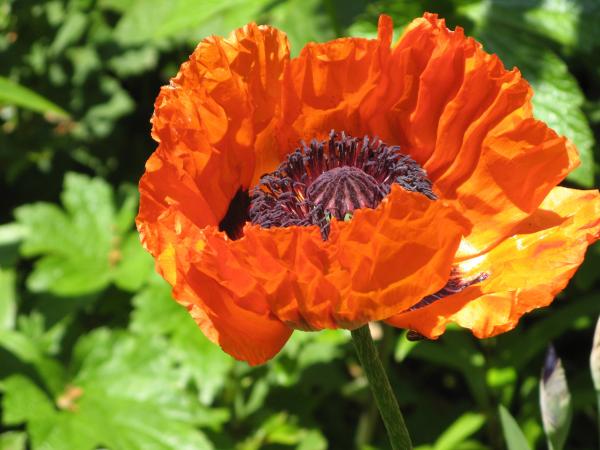 In the Garden