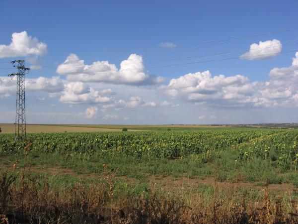 In the open field