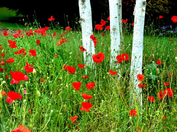 In the style of Monet.