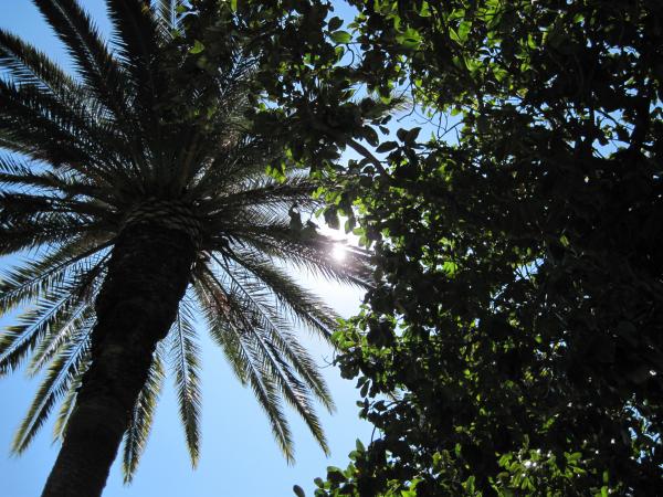 In the tree shade