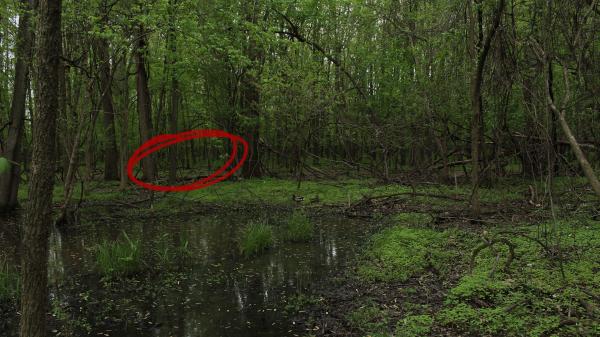 In the Woods