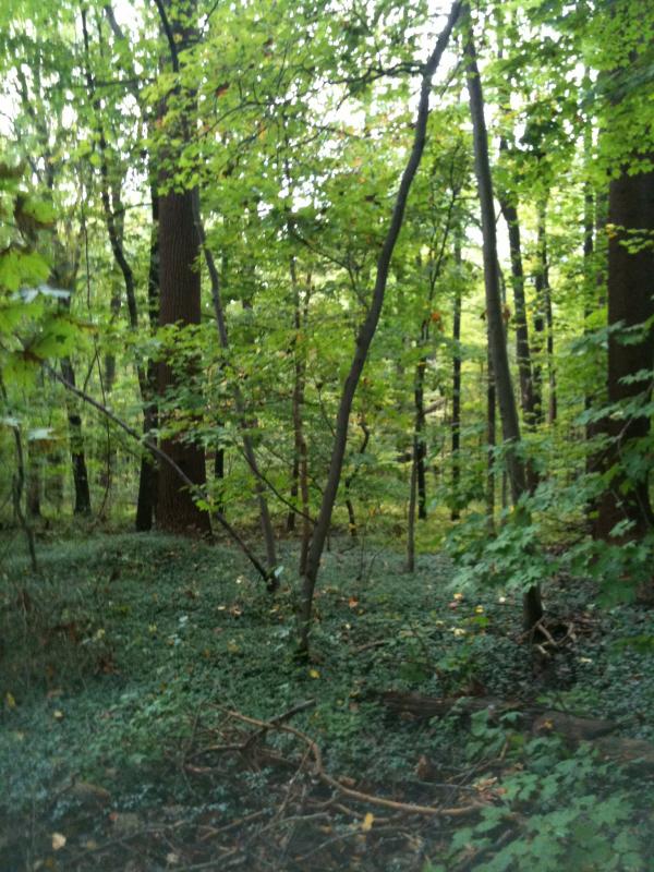 Woods