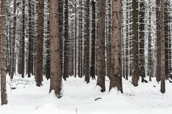 Tree Trunks