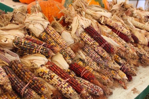 Indian corn