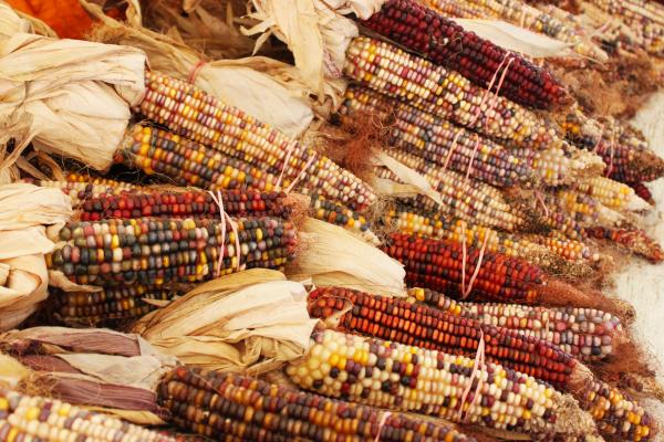 Indian corn