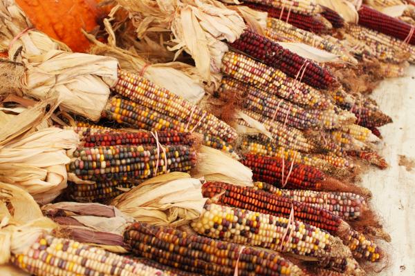 Indian corn