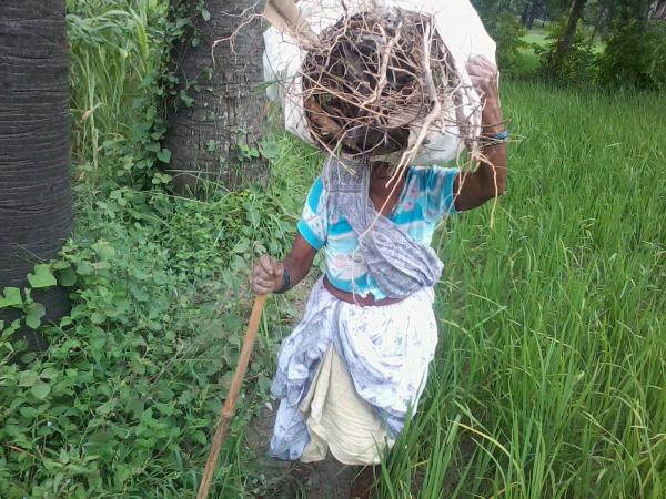 Indian old lady farmer