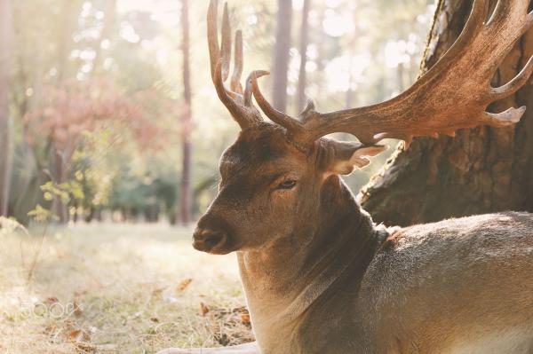 Innocent Sambar deer