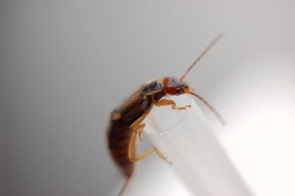 Insect